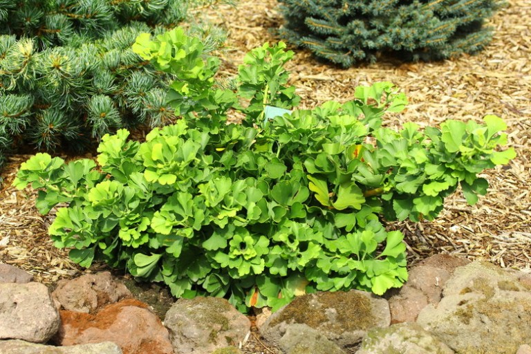 Gingko biloba Mariken - Törpe páfrányfenyő