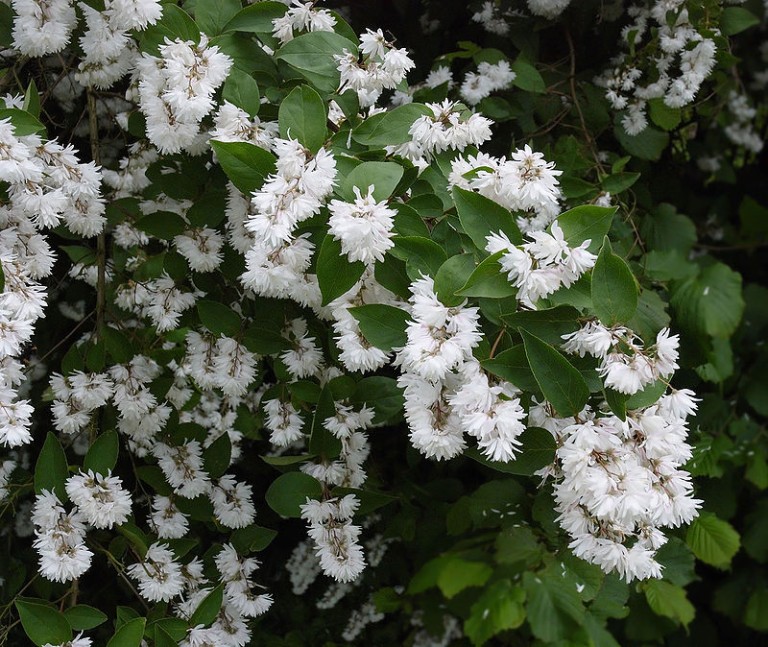 Deutzia scabra Plena - Érdes levelű gyöngyvirágcserje