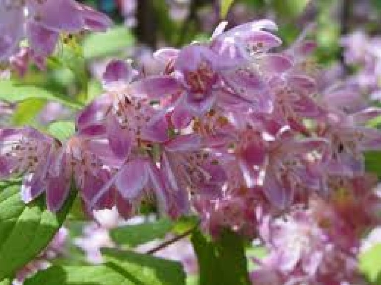 Deutzia hybrida Strawberry Fields - Gyöngyvirágcserje