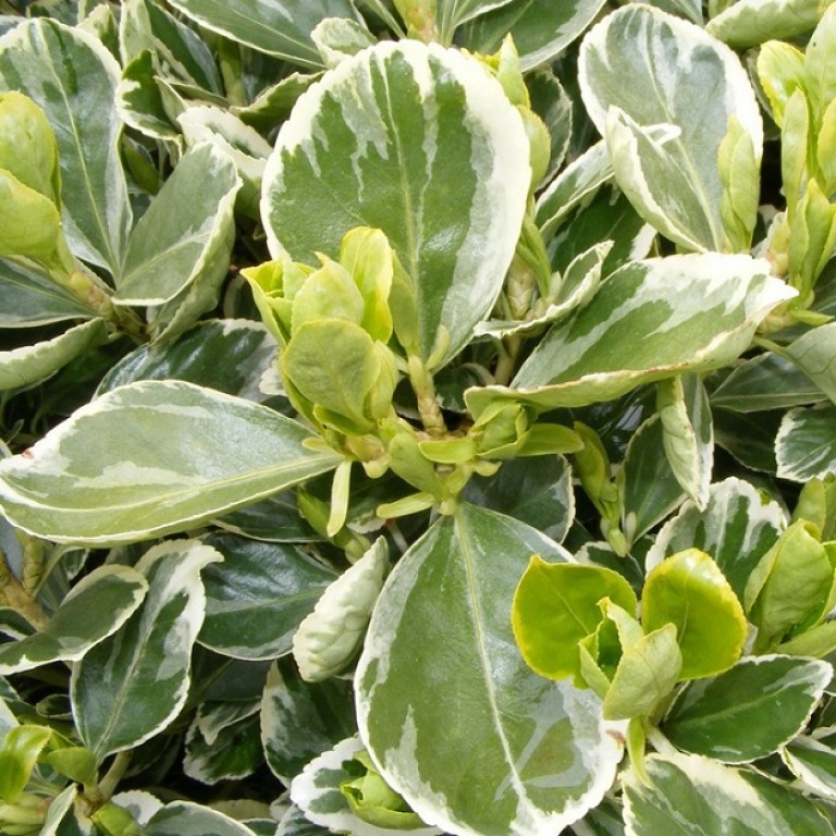 Euonymus japonicus President Gauthier - Tarkalevelű japán kecskerágó