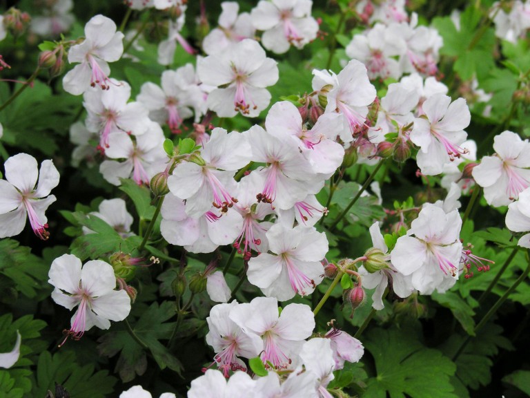 Geranium cantabrigiense St. Ola - Angol gólyaorr