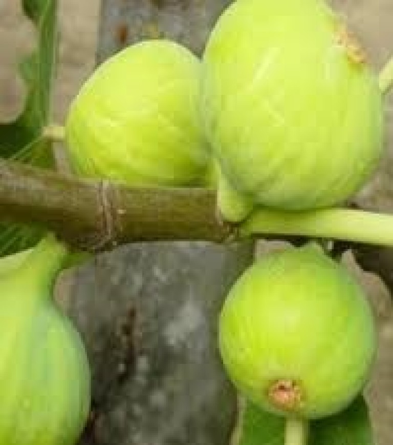 Ficus carica Dottato - Sárga termésű füge