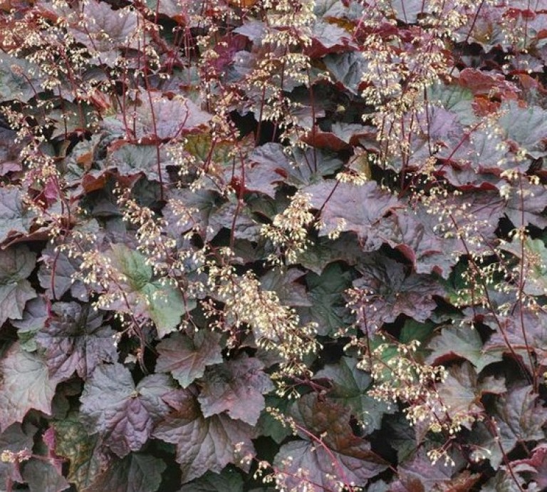 Heuchera americana Palace Purple - Tűzeső