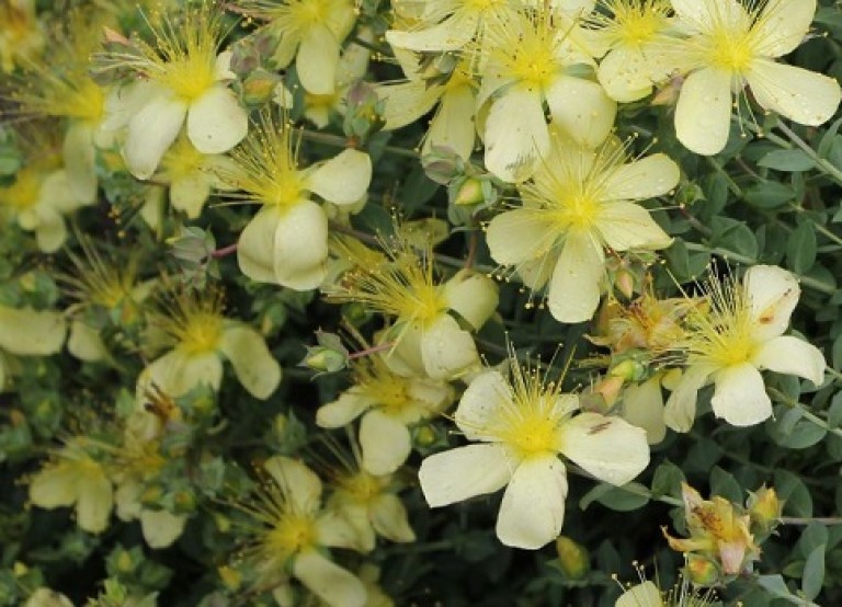 Hypericum olympicum citrinum - Olimposzi orbáncfű