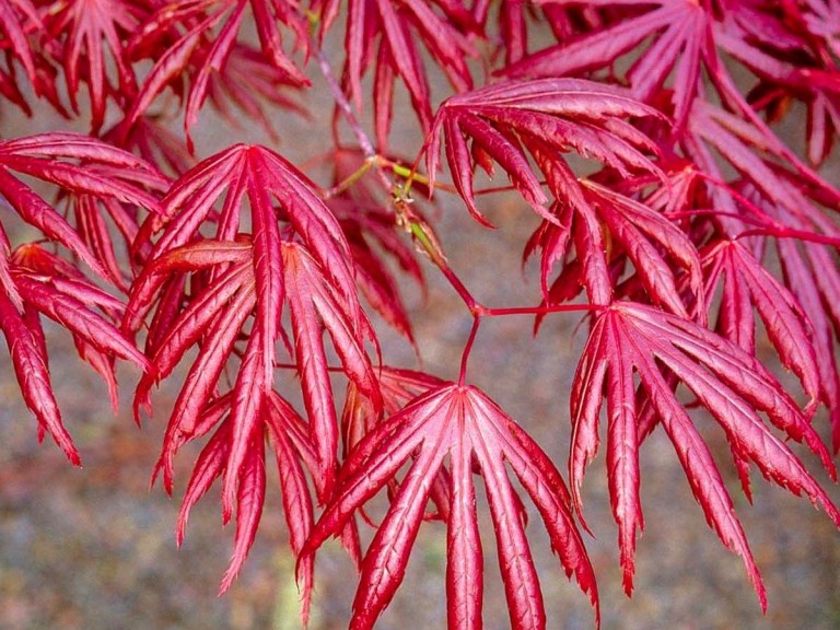 Acer palmatum Trompenburg - Japán juhar