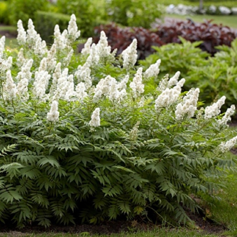 Sorbaria sorbifolia - Tollas gyöngyvessző
