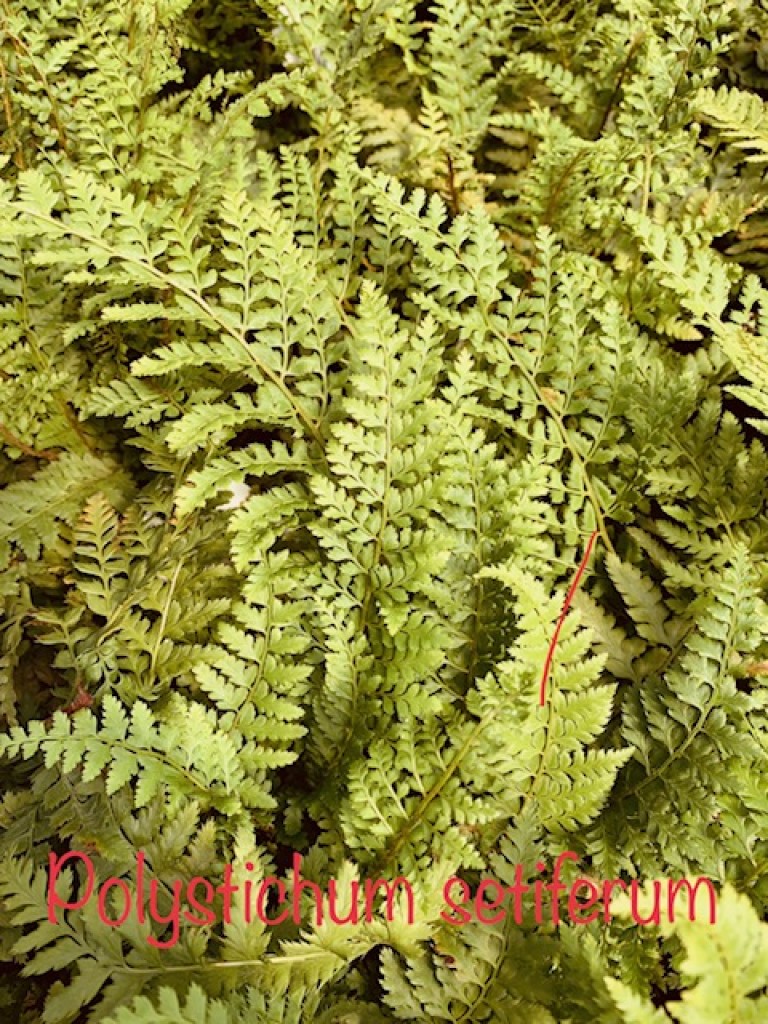 Polystichum setiferum - Díszes vesepáfrány