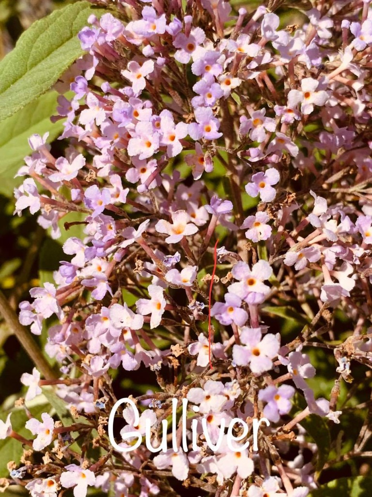 Buddleja davidii Gulliver Nyári orgona