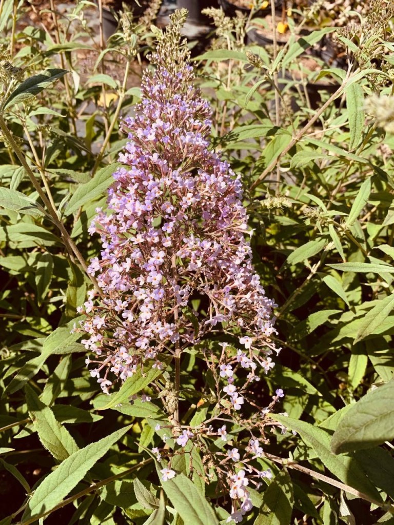 Buddleja davidii Gulliver Nyári orgona