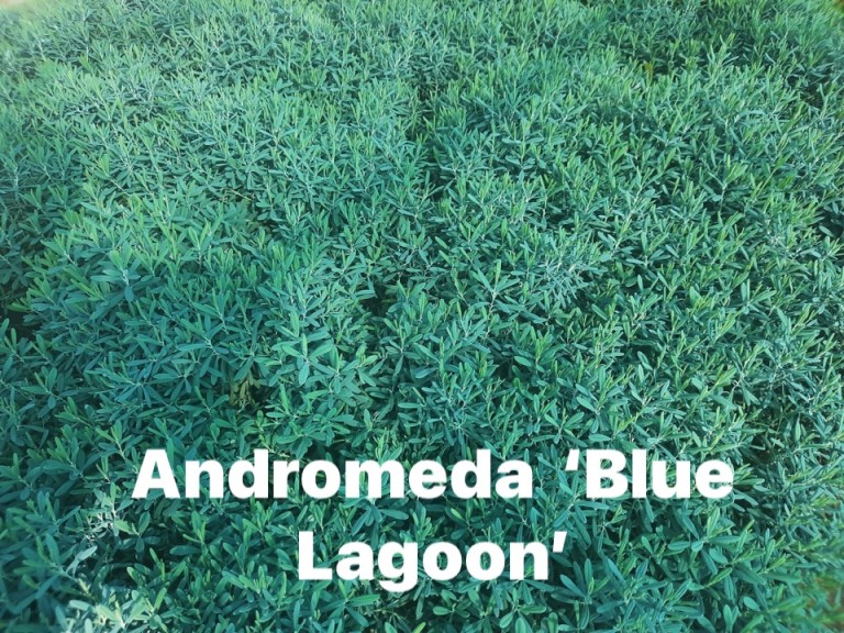 Andromeda polifolia Blue Lagoon - Tőzegrozmaring