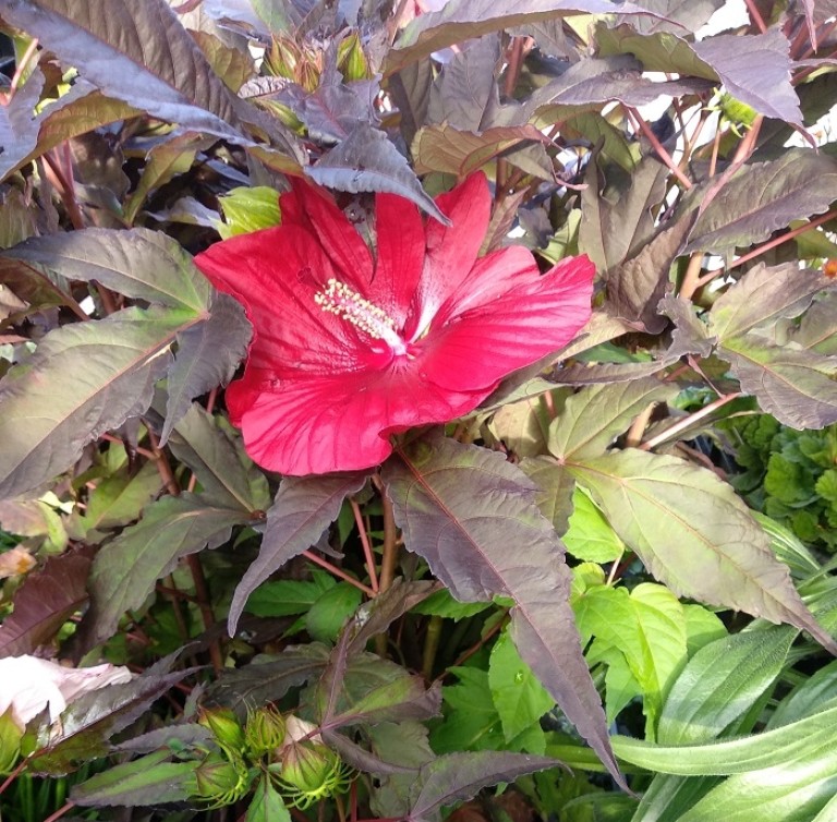 Hibiscus moscheutos Carousel Geant Red -  óriás mályvacserje 