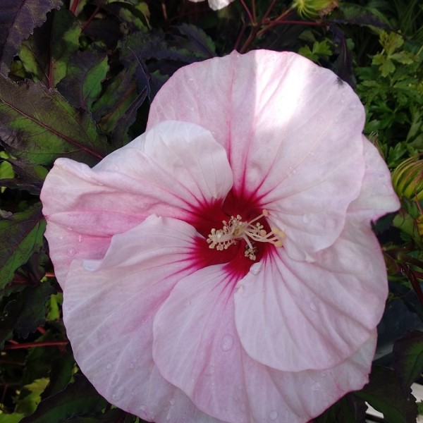 Hibiscus moscheutos Carousel Pink Candy - mocsári hibiszkusz, mályvacserje 