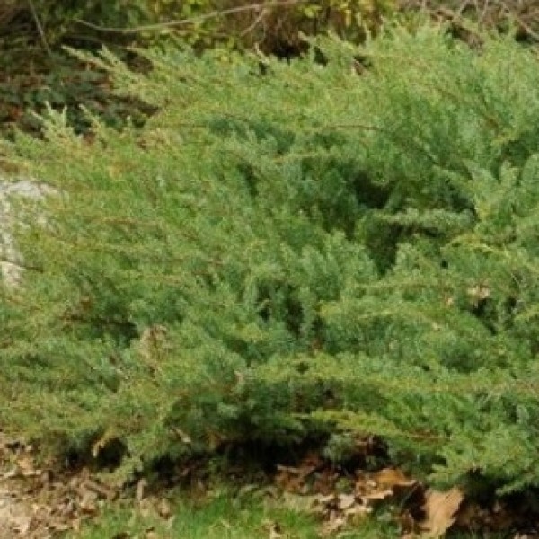 Juniperus conferta 'Schlager' - Fövenyboróka