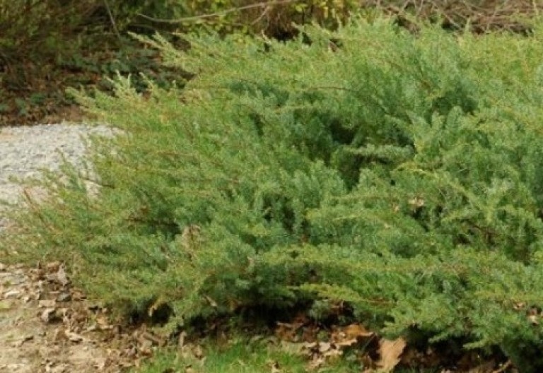 Juniperus conferta 'Schlager' - Fövenyboróka