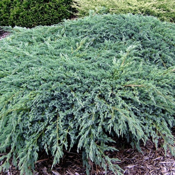 Juniperus squamata Blue Carpet - Kék kúszó boróka
