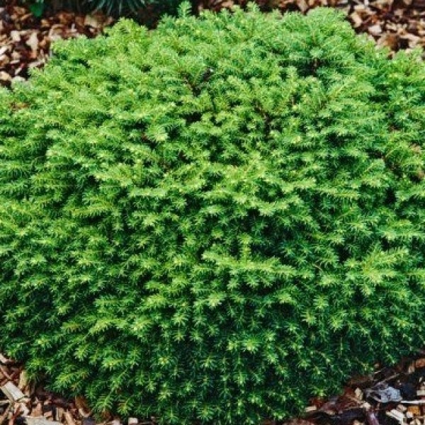 Picea abies Little Gem – Törpe gömbfenyő