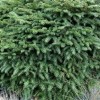 Picea omorica Karel – Törpe gömb szerb lucfenyő