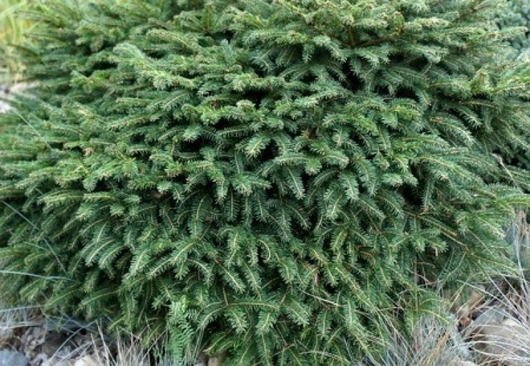 Picea omorica Karel – Törpe gömb szerb lucfenyő