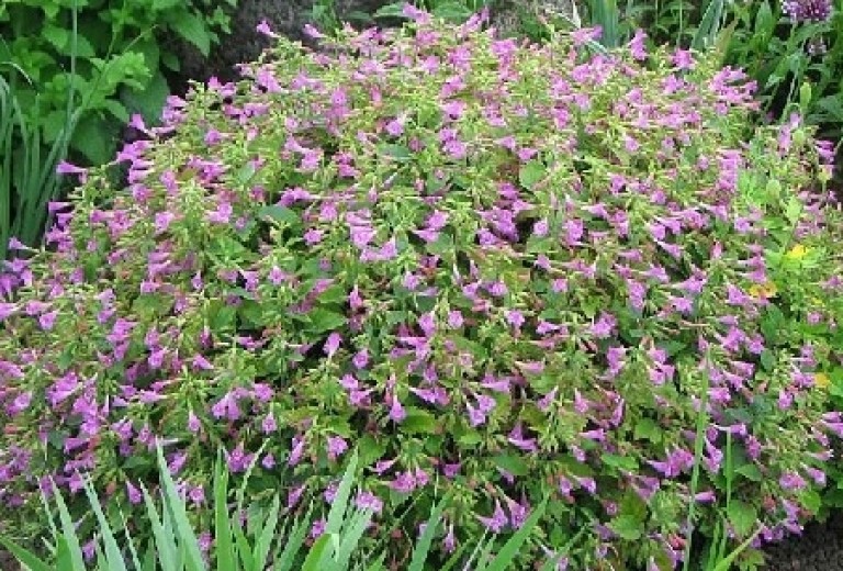 Calamintha Grandiflora Elfin Purple – pereszlény