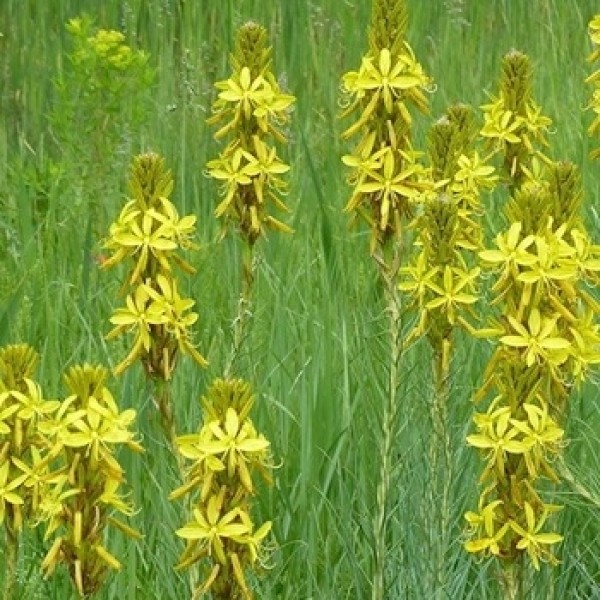 Asphodeline lutea – Sárga virágoszlop