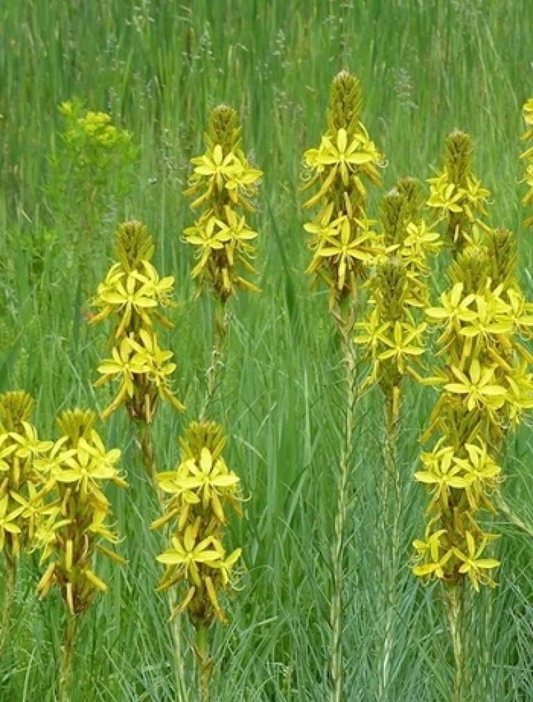 Asphodeline lutea – Sárga virágoszlop