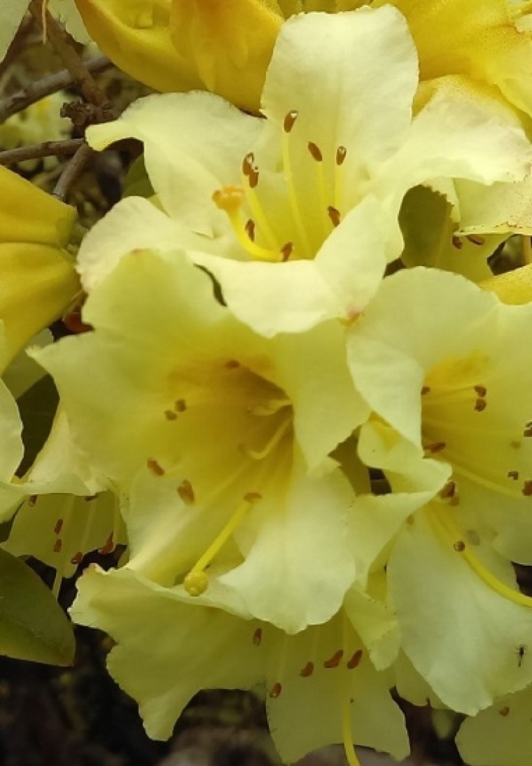 Rhododendron Saffrano- Örökzöld havasszépe