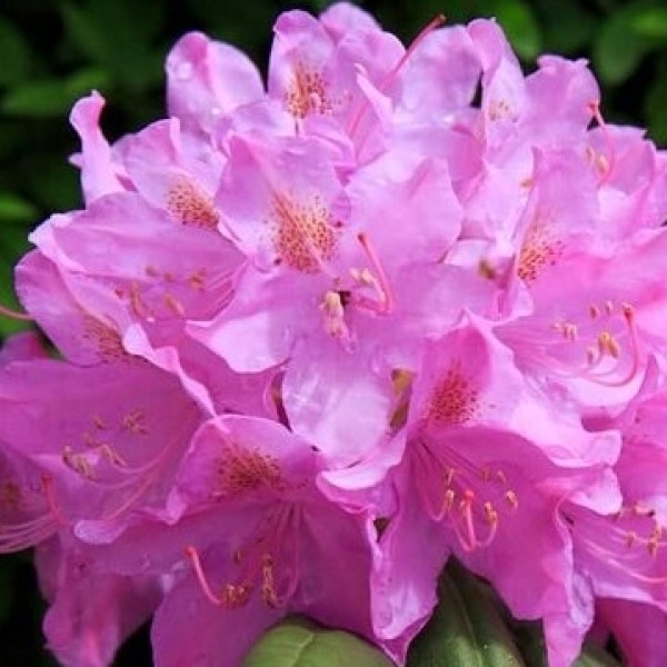 Rhododendron Roseum Elegans - Örökzöld havasszépe