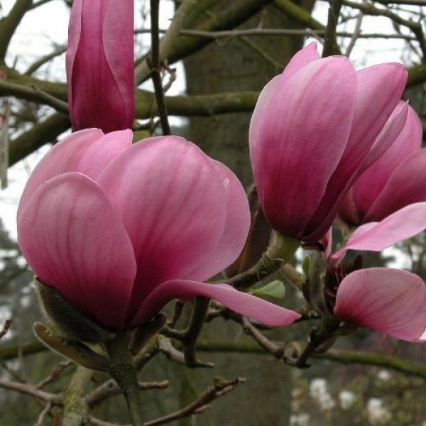 Magnolia Serene - Liliomfa