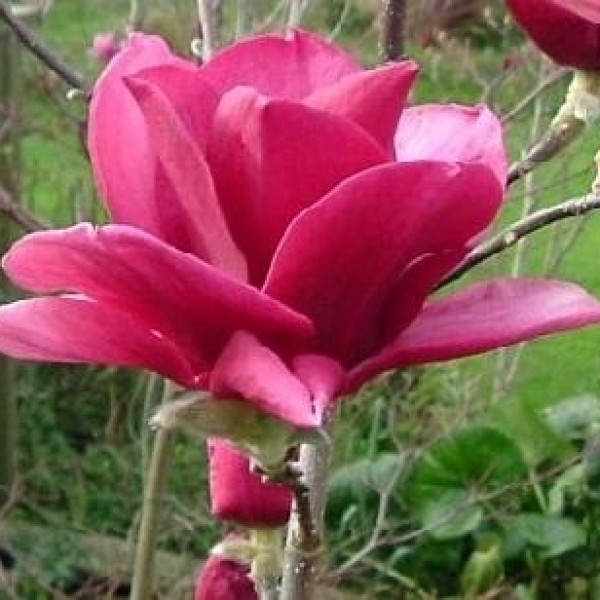 Magnolia Ians Red - Lilomfa