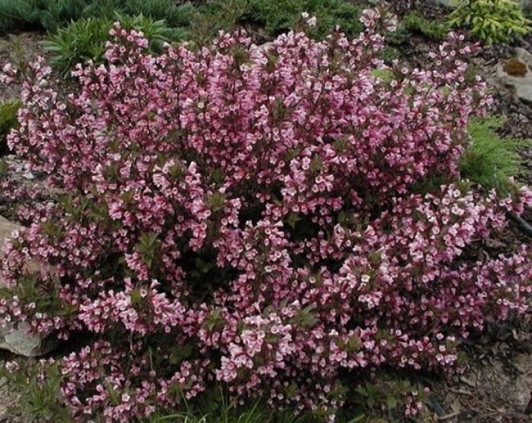 Weigela Purpurea Nana - Rózsalonc