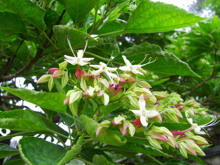 Clerodendrum trichotomum Fargesii - végzetfa