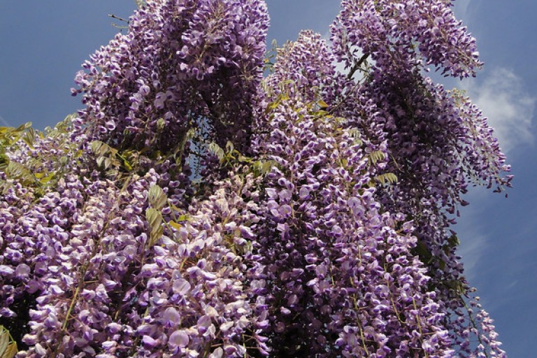 Wisteria floribunda Royal Purple - Lilaakác