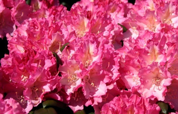 Azalea és Rhododendron fajták