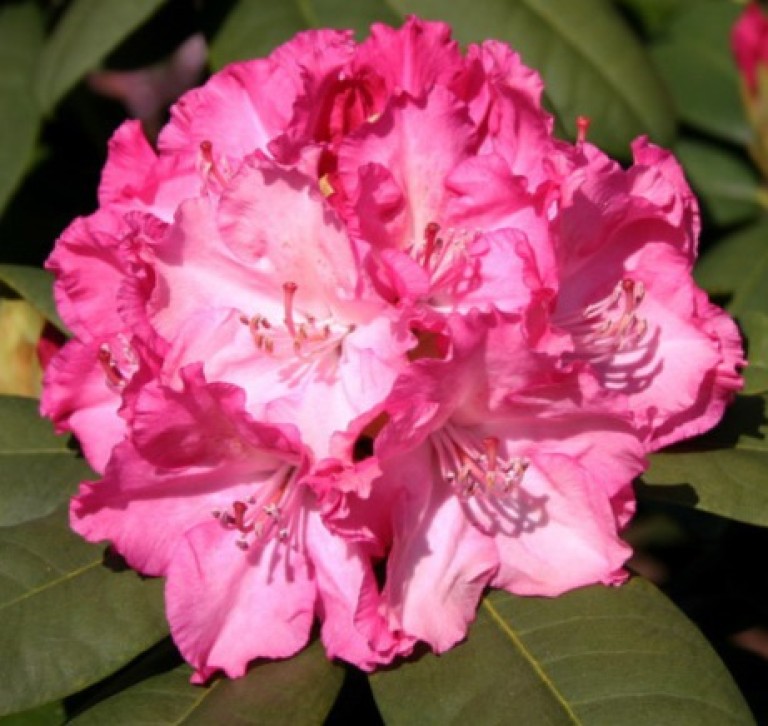 Rhododendron Germania - Örökzöld havasszépe