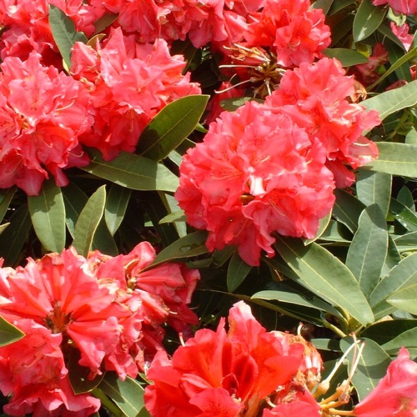 Rhododendron ’Wilgens Ruby’ - Örökzöld havasszépe