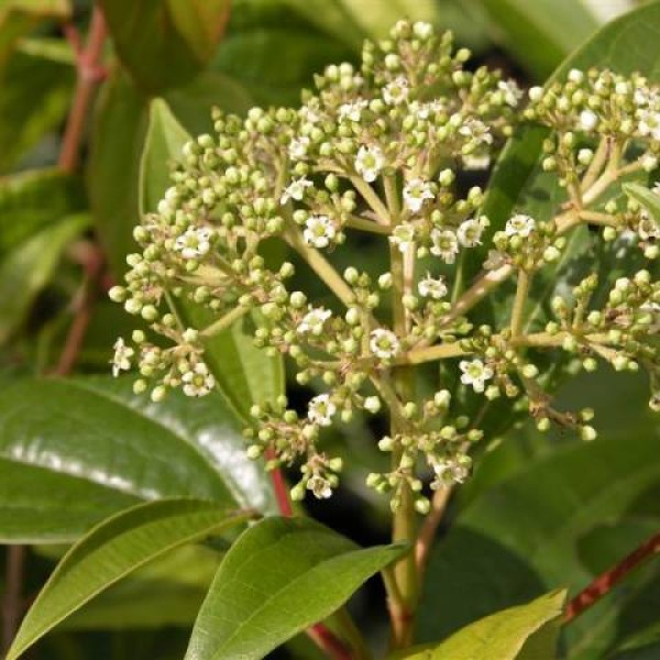 Viburnum cinnamomifolium - Fahéj levelű bangita