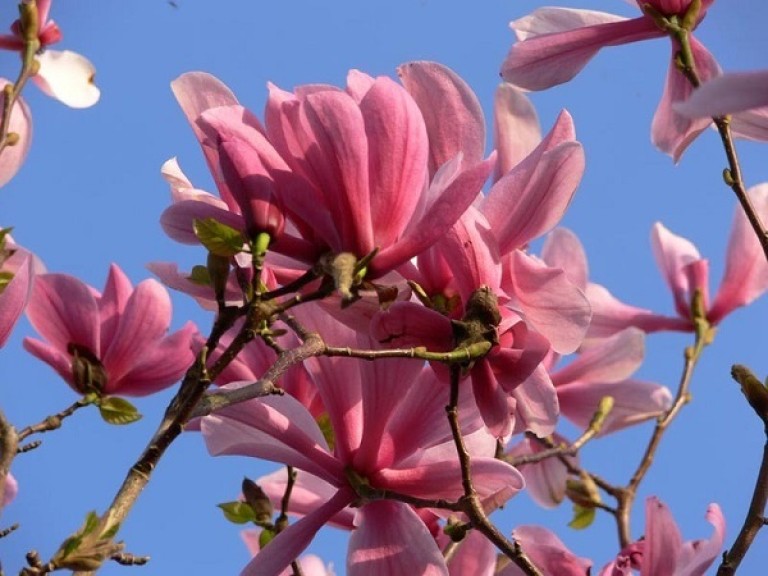 Magnolia Galaxy - Liliomfa