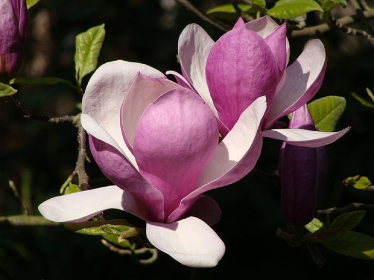 Magnolia Lennei - Liliomfa