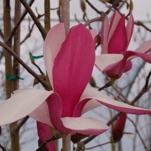 Magnolia Royal Crown - Liliomfa