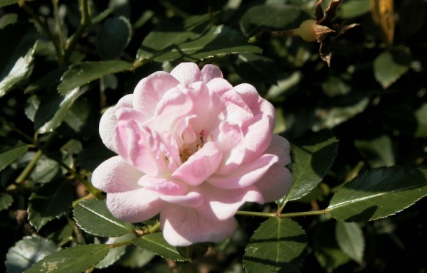 Talajtakaró rózsa fajták