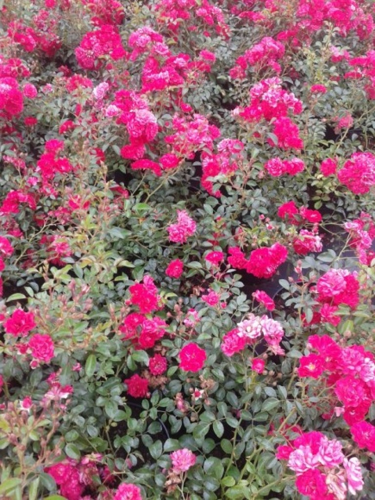 Rosa Fairy Rood - Talajtakaró rózsa