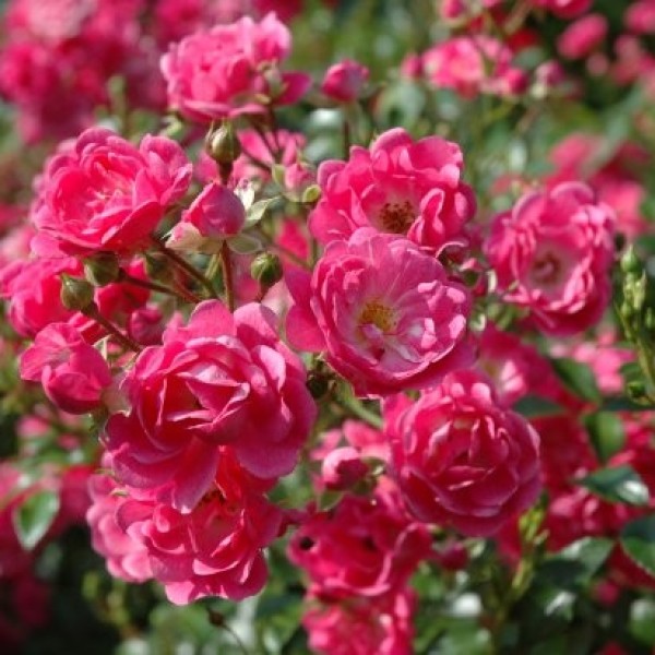 Rosa Lovely Fairy - Talajtakaró rózsa