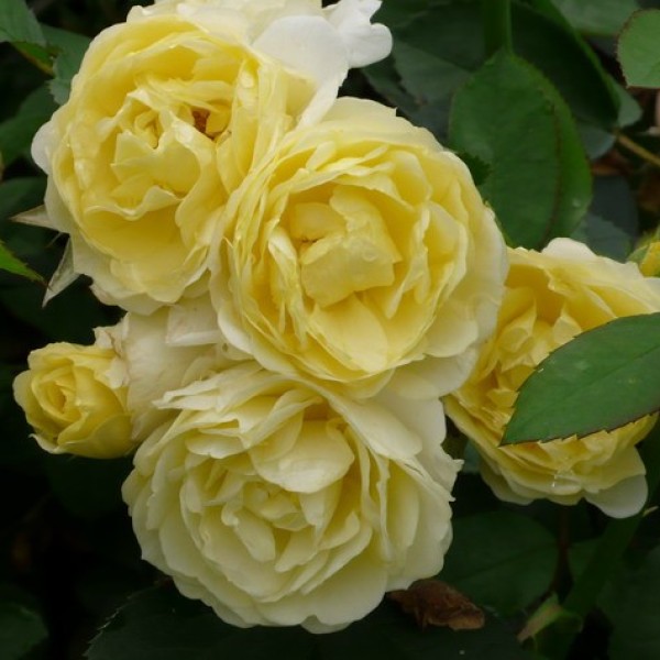 Rosa The Yellow Fairy - Talajtakaró rózsa