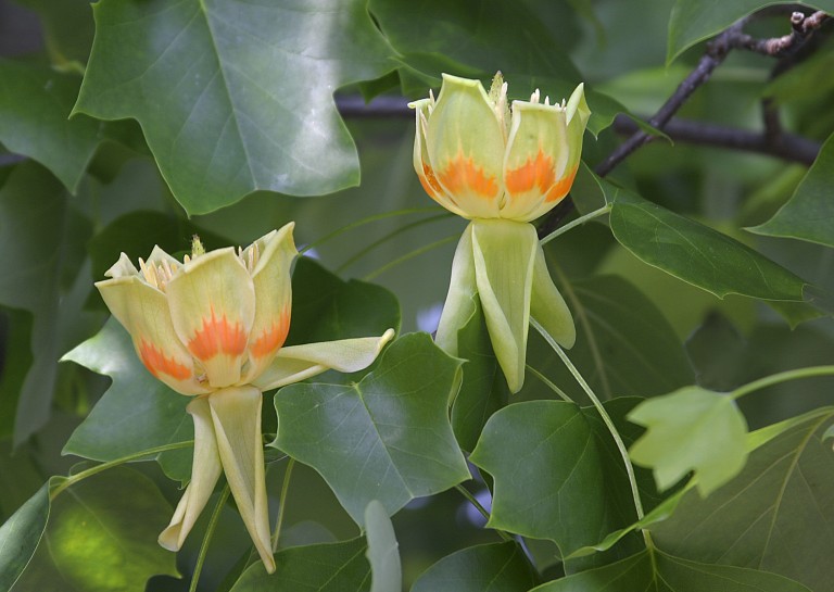  Liriodendron tulipifera - Tulipánfa