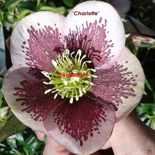  Helleborus orientalis SP’Charlotte’