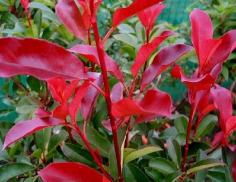 Photinia Red Select - Korallberkenye