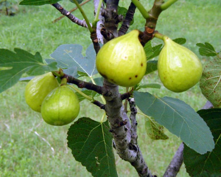 Ficus carica Pedro - Sárga termésű füge