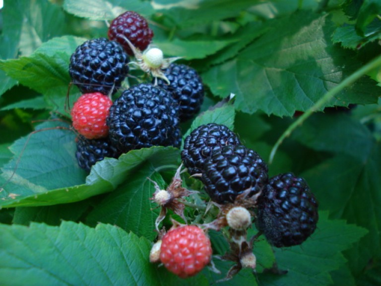 Rubus occidentalis Black Jewel - Fekete málna