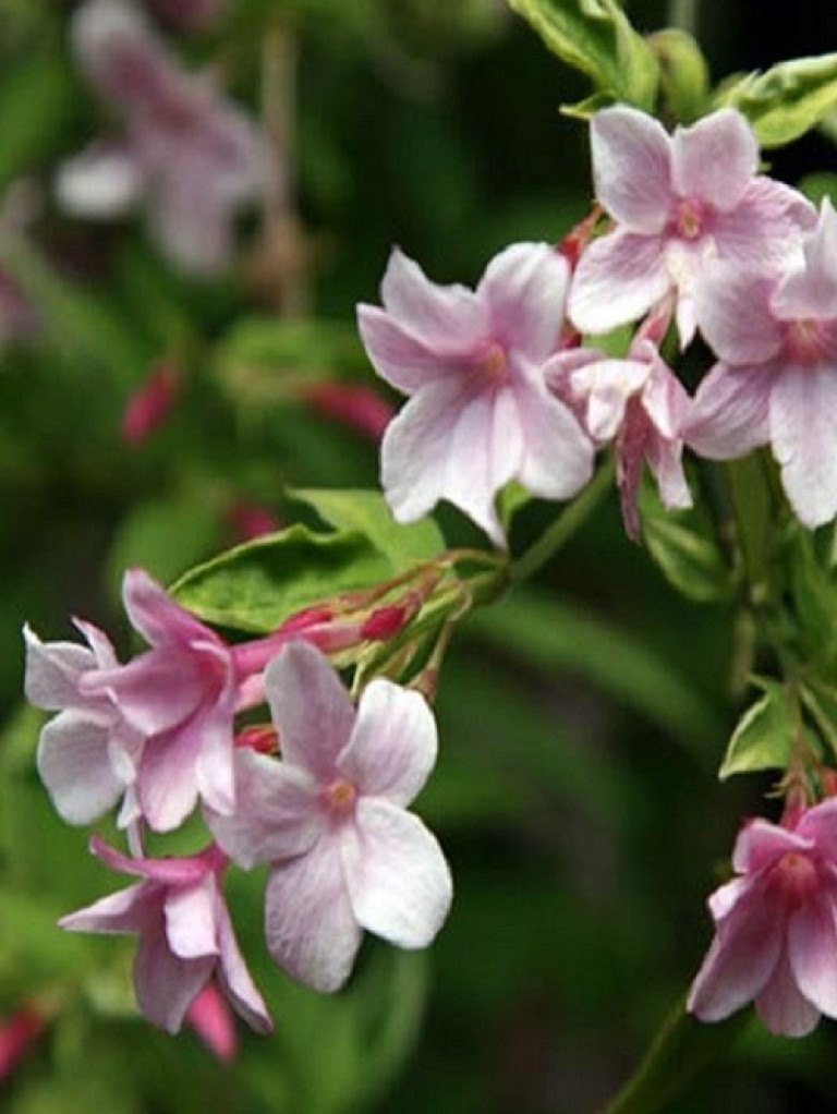 Jasminum stephanense - Rózsaszínvirágú illatos jázmin