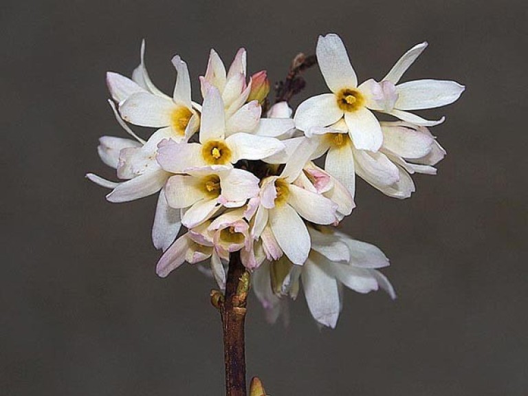 Abeliophyllum distichum - Koreai hóvessző